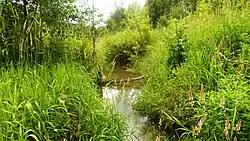 Саха вблизи села Трифон (Антроповский район)