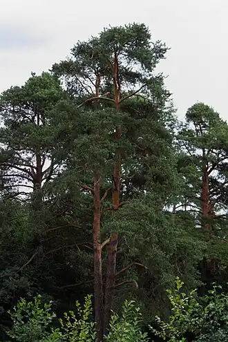 Одно из основных растений лесной зоны: Сосна обыкновенная
