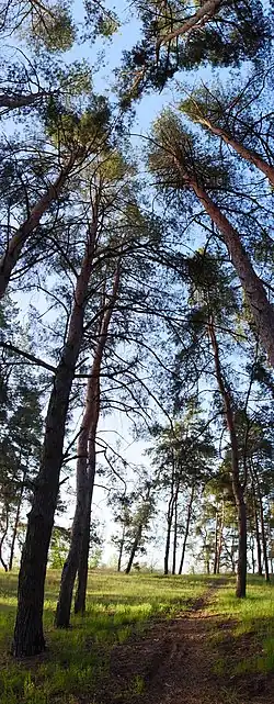 Старые сосны, южная окраина города Голая Пристань.