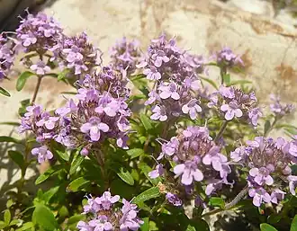 Тимьян маркотхский