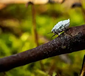 Крапивный червец