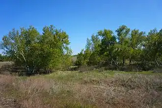 берёза днепровская в Рыбальчанском лесничестве