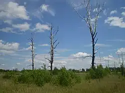 Берёзы. 2014 г.