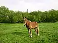 Конь в Усовке