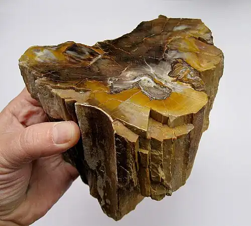 Фрагмент донбасского палеозойского дерева в полировке