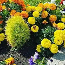 Цветочные клумбы на территории комплекса