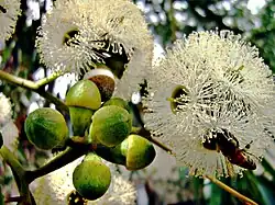 Медонос — цветущий эвкалипт