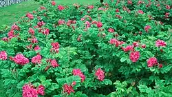 Розовые, бледно-фиолетовые, бордовые и жёлто-оранжевые цвета из-за поглощения жёлтых и синих тонов выглядят ярко-красными (коричневое стекло)