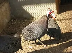 Обыкновенная цесарка (Numida meleagris), вид внесён в Красную книгу МСОП