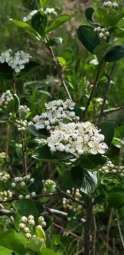 Соцветие черноплодной рябины (Sorbaronia × fallax)