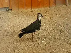 Чибис (Vanellus vanellus)