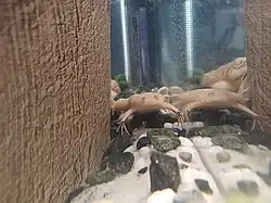 Гладкая Шпорцевая Лягушка Альбинос