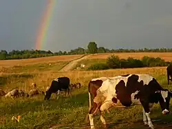 Электропастух, применяемый в Алушкове