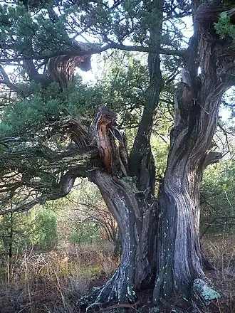 1400-летний можжевельник в заказнике Канака