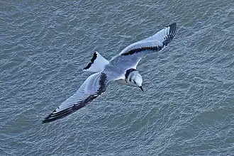 Обыкновенная моевка (Rissa tridactyla)