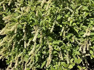 Итея виргинская