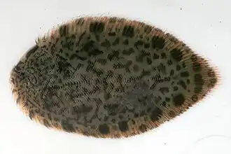 Achiroides melanorhynchus