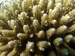 Acropora verweyi