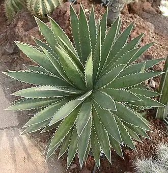 Agave funkiana