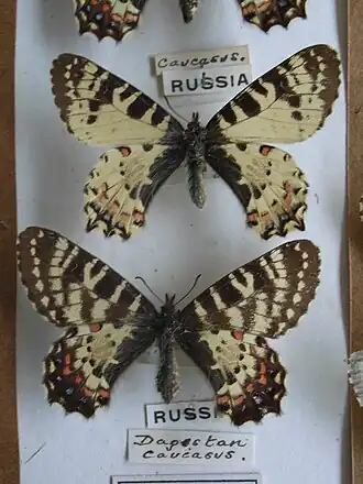 Самец и самка