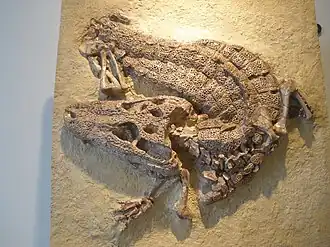 Скелет Alligator prenasalis (AMNH 4994) в Американском музее естественной истории