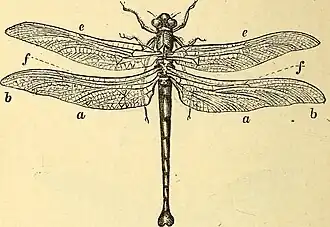 Стрекоза Petalura gigantea