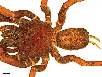 Anisaspis camarita, самец