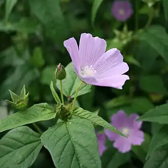 Цветок Anoda cristata