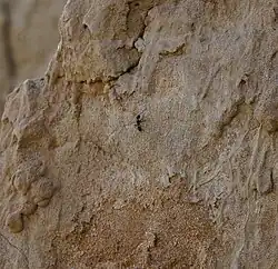 Муравей на песчанике