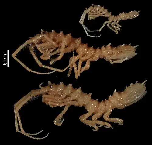 Antarcturus signiensis