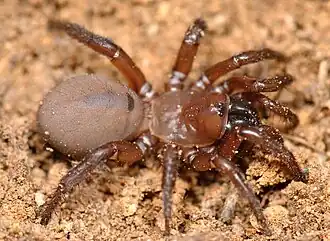 Antrodiaetus unicolor