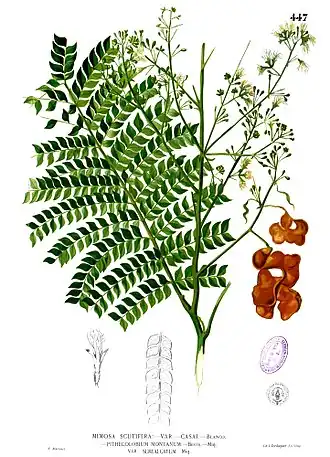 Archidendron scutiferum
