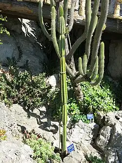 Armatocereus godingianus