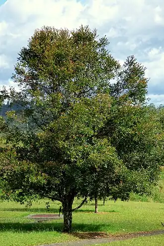 Arrayán de Manizales (Syzygium paniculatum) (14460379163)
