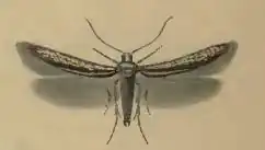 Augasma aeratella