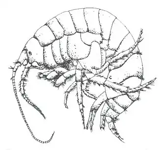 Austrogammarus australis