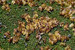 Ярета крупным планом