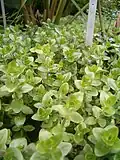 Bacopa caroliniana