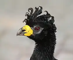 Голова самца, Пантанал