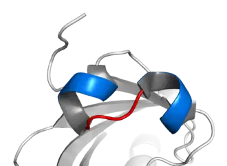 базовый структурный мотив спираль-петля-спираль ядерного транслокатора AHR (ARNT). Две α-спирали (синие) взаимодействуют с короткой петлёй (красная).