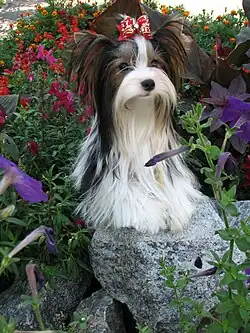 Бивер-йоркширский терьер