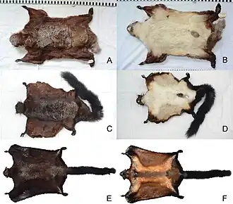 A, B — Biswamoyopterus biswasi C, D — Biswamoyopterus gaoligongensis E, F — Biswamoyopterus laoensis.