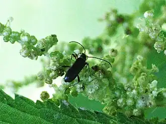 Grammoptera ruficornis
