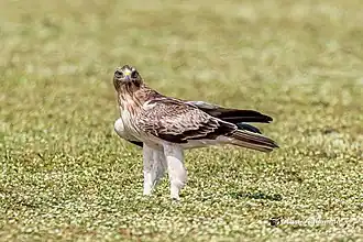 Орёл-карлик