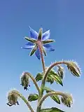 Извилина бурачника лекарственного (Borago officinalis)