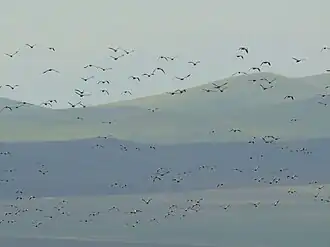 Птичья стая