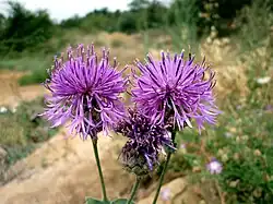 Василёк шероховатый (лат. Centaurea scabiosa) — растение семейства Астровые.