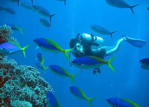 Кораллы Большого Барьерного рифа, Австралия