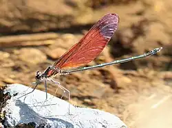Calopteryx cornelia