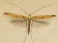 Caloptilia elongella